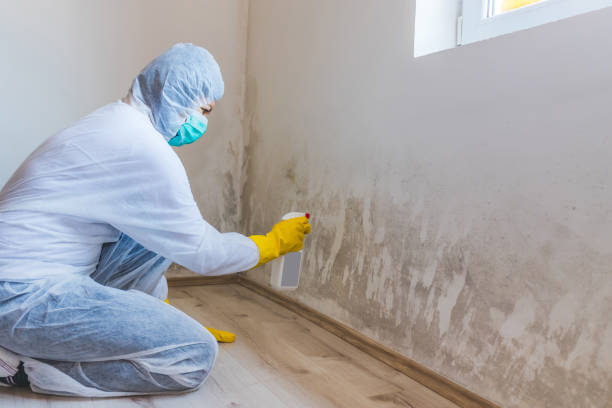 Licensed Basement Mold Remediation service in Medina, TX - 24 Hour Mold Removal