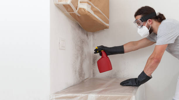 Professional Basement Mold Remediation technician working in Medina, TX