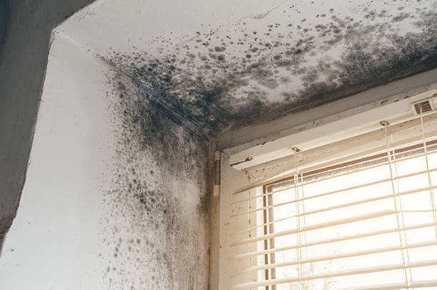 Affordable Basement Mold Remediation solutions in Medina, TX